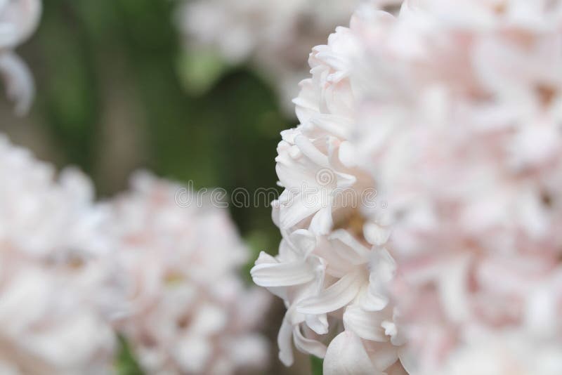 17 March 2012 traditional easter flowers, flower background, easter background. 17 March 2012 traditional easter flowers, flower background, easter background