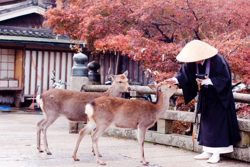 A buddhist monk and two deers in an autumn park. A buddhist monk and two deers in an autumn park