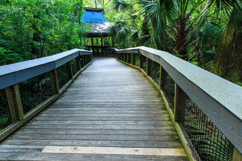 This image is of a boardwalk located in the Silver Springs State Park near Ocala, Florida. The photograph was captured in early morning light. Pretty dense foliage existed along much of the boardwalk with views of springs as well. This image is of a boardwalk located in the Silver Springs State Park near Ocala, Florida. The photograph was captured in early morning light. Pretty dense foliage existed along much of the boardwalk with views of springs as well
