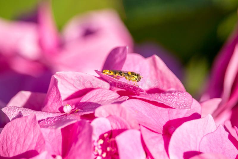 绊倒对八仙花属-在八仙花属花的黄蜂 免版税库存照片 绊倒对八仙花属-在八仙花属花的黄蜂 免版税库存照片