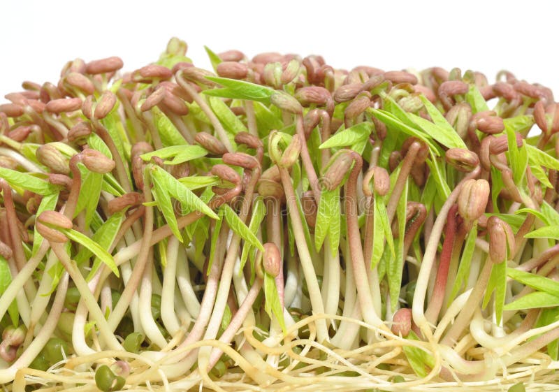 Healthy mung bean sprouts, a common food ingredient of Asian dishes. Healthy mung bean sprouts, a common food ingredient of Asian dishes.