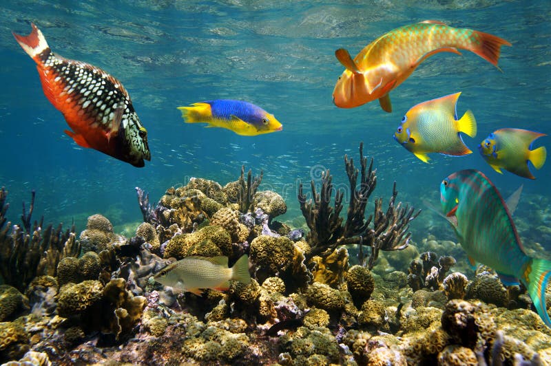Healthy coral reef with colorful fish just under the water surface, Caribbean sea. Healthy coral reef with colorful fish just under the water surface, Caribbean sea