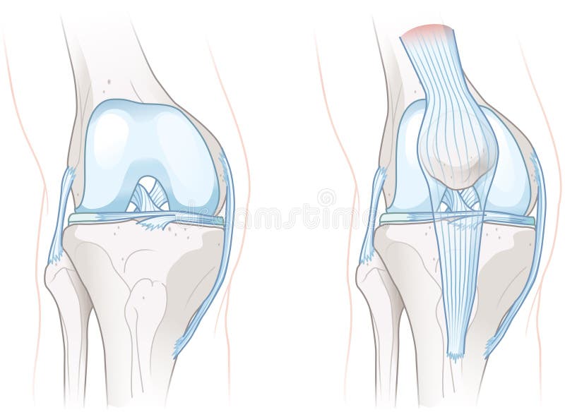 Illustration showing healthy knee joint anatomy. Illustration showing healthy knee joint anatomy