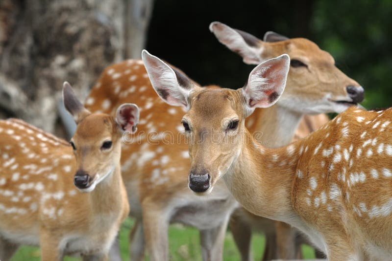 Chital deers mother and child in safari zoo. Chital deers mother and child in safari zoo.