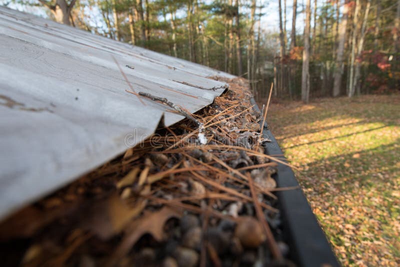 Completely clogged gutters on a roof. Completely clogged gutters on a roof