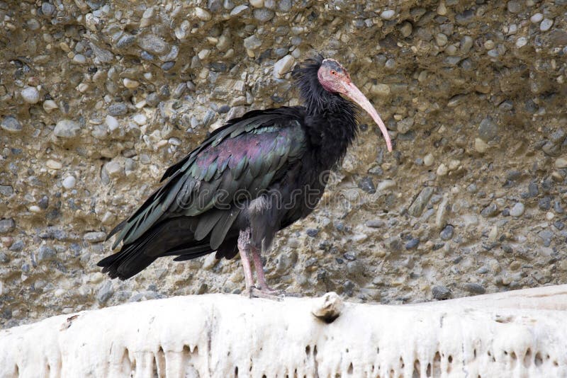 光滑的朱鹭, Plegadis falcinellus,威胁与绝种 免版税库存图片 光滑的朱鹭, Plegadis falcinellus,威胁与绝种 免版税库存图片