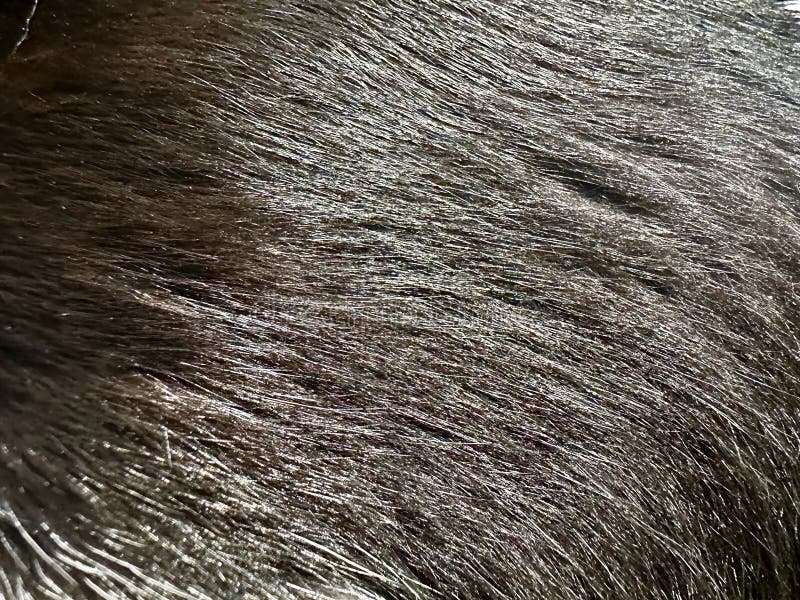 Macro Texture Shot of Sleek Dark Animal Fur Glinting in Light. Macro Texture Shot of Sleek Dark Animal Fur Glinting in Light.