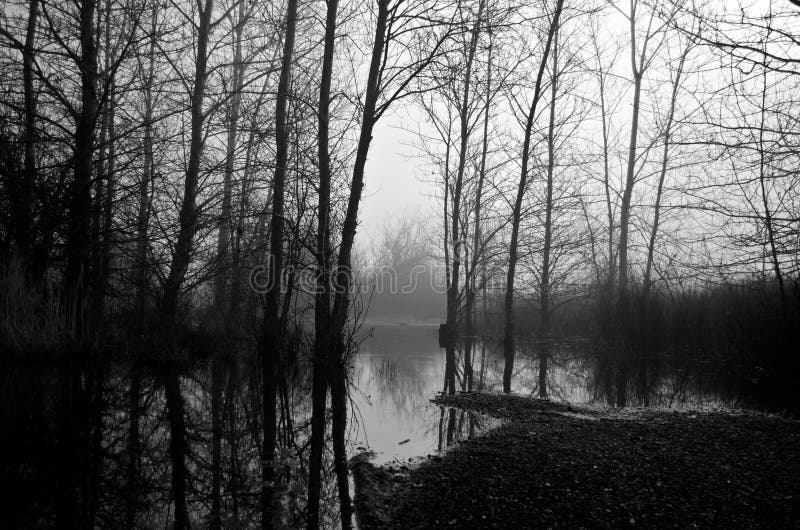 光秃的黑白树在有雾的早晨