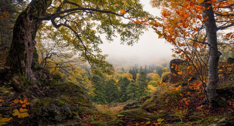 全景秋天森林风景有山有薄雾的谷和五颜六色的秋天森林被迷惑的秋天有雾的森林Wi看法
