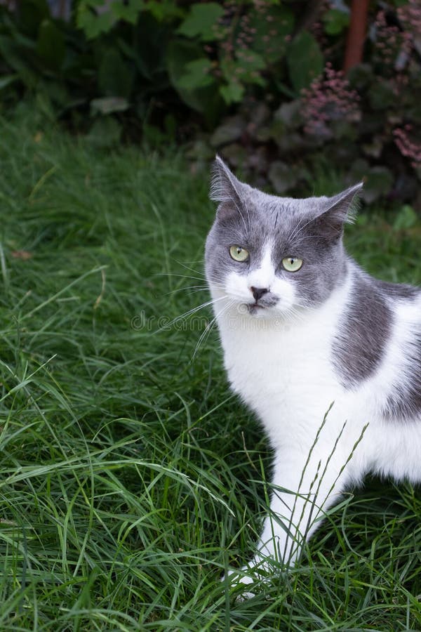 公园里的猫. 青草上的肥猫. 库存照片