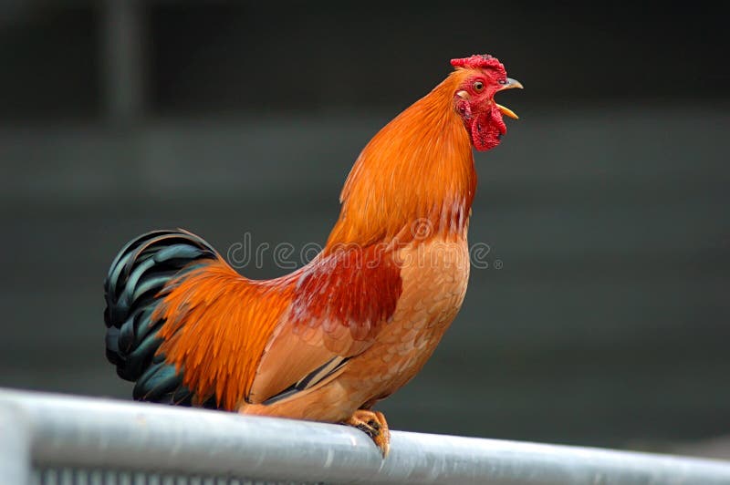 A sitting on a gate and crowing. A sitting on a gate and crowing