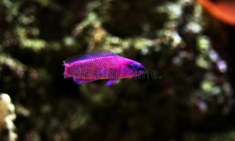 兰花Dottyback - Pseudochromis fridmani 库存照片 兰花Dottyback - Pseudochromis fridmani 库存照片