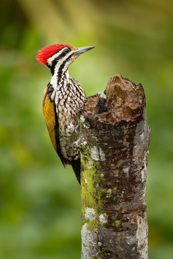 共同的Flameback - Dinopium javanense -或Goldenback是在啄木鸟家庭啄木鸟科的一只美丽的鸟 免版税库存图片 共同的Flameback - Dinopium javanense -或Goldenback是在啄木鸟家庭啄木鸟科的一只美丽的鸟 免版税库存图片