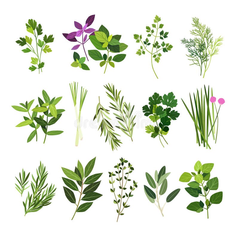 Clip art illustrations of herbs and spices such as parsley, basil, chervil, dill, mint, lemongrass, rosemary, coriander, chives, tarragon, bay leaves, thyme, sage and oregano. Clip art illustrations of herbs and spices such as parsley, basil, chervil, dill, mint, lemongrass, rosemary, coriander, chives, tarragon, bay leaves, thyme, sage and oregano