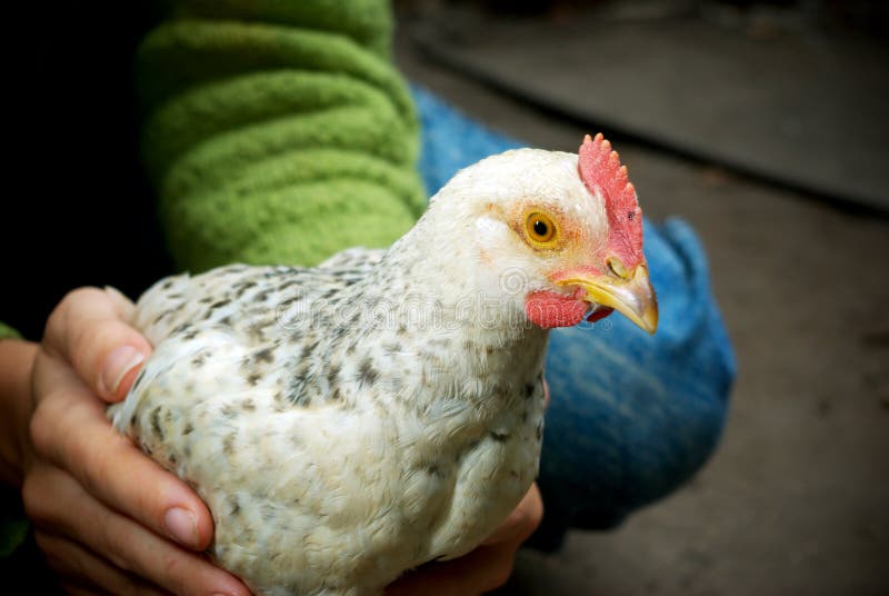 Care of chicken. Chicken in human hands. Care of chicken. Chicken in human hands.