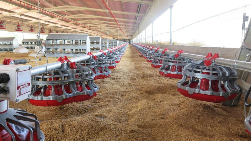 Close up of the inside of a modern poultry house with feeder equipment. Close up of the inside of a modern poultry house with feeder equipment