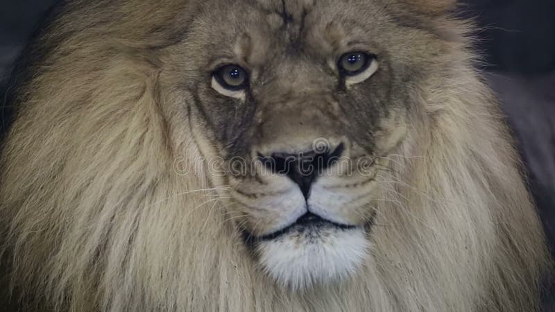 关闭凝视入照相机的一头庄严公狮子。