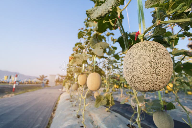 甜瓜特写，准备在田间收获 免版税库存照片