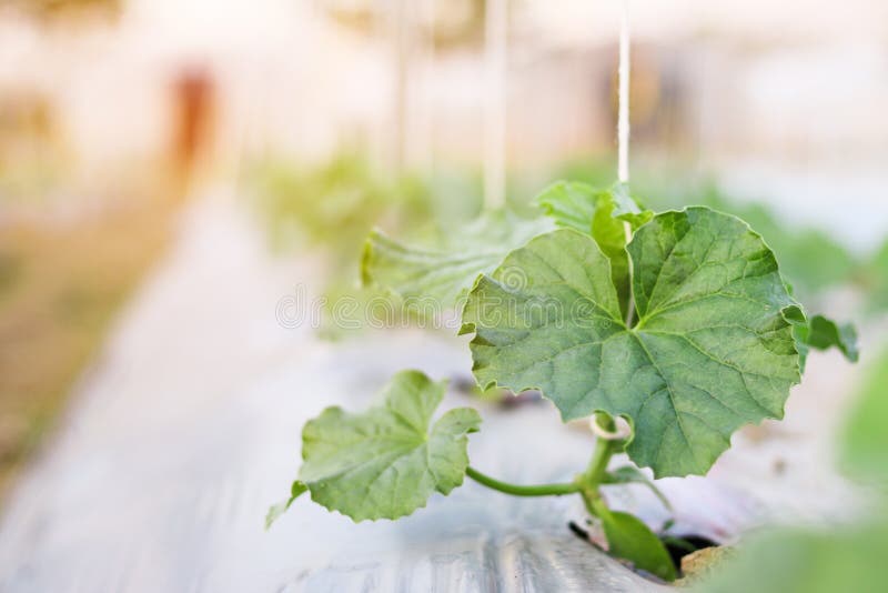 关闭生长在领域植物农业农场的幼木瓜 库存图片