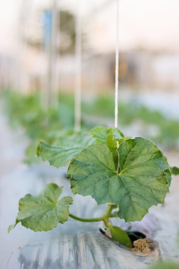 关闭生长在领域植物农业农场的幼木瓜 库存照片