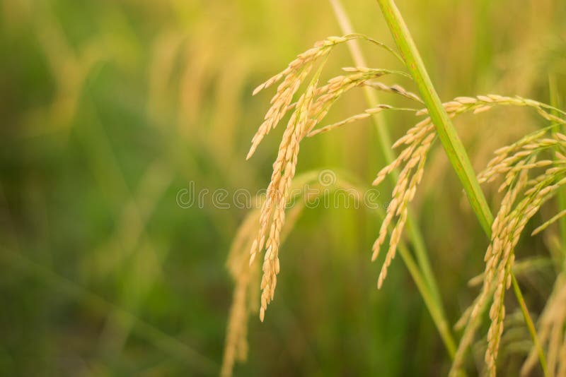 关闭领域的黄色水稻植物