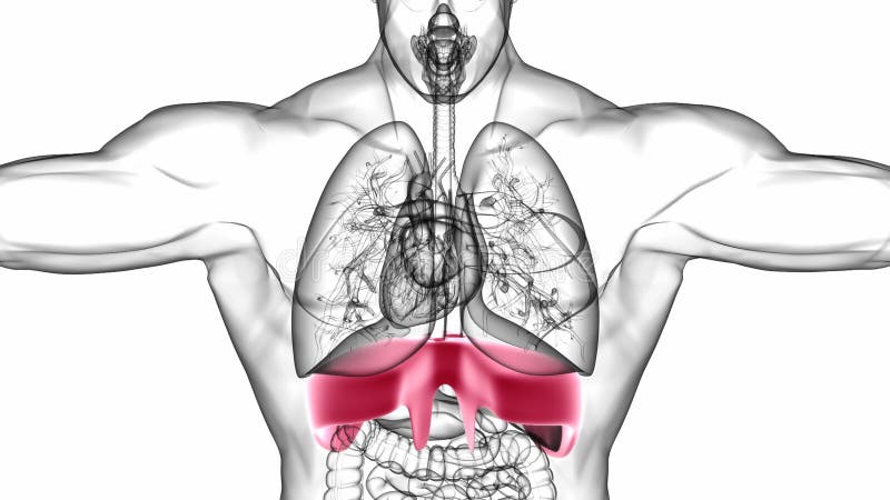 具有呼吸系统的人体膜解剖学医学概念