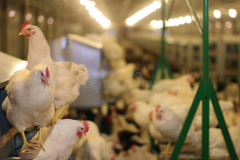 Chicken Farm, eggs and poultry production. Chicken Farm, eggs and poultry production