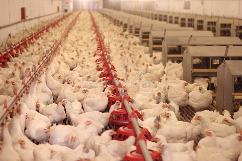 Chicken Farm, Poultry and eggs production. Chicken Farm, Poultry and eggs production