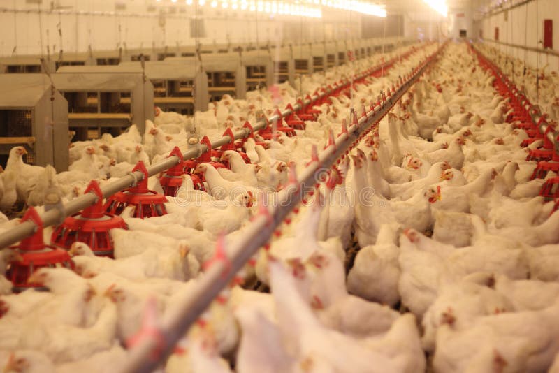 Chicken Farm, poultry and eggs production. Chicken Farm, poultry and eggs production