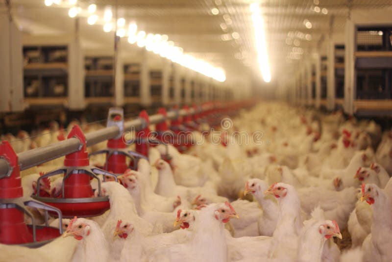 Chicken Farm, poultry and eggs production. Chicken Farm, poultry and eggs production