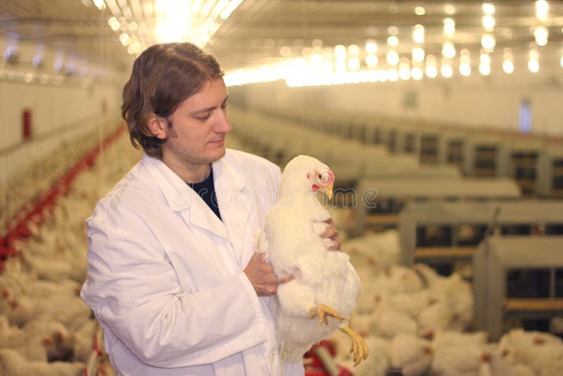 Veterinarian working in chicken farm. Veterinarian working in chicken farm