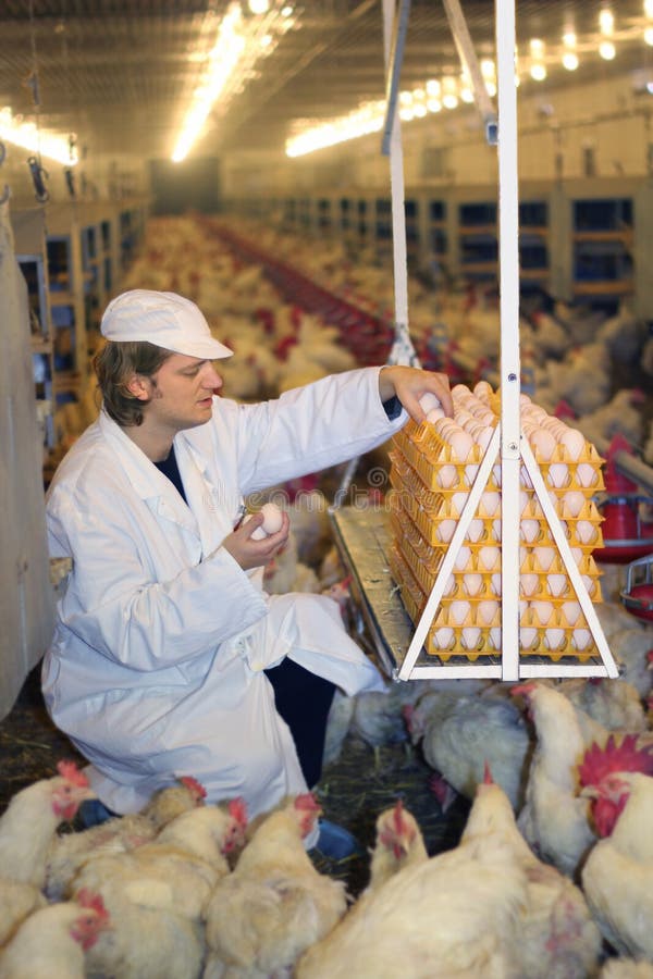 Farmer collecting eggs at the chicken farm. Farmer collecting eggs at the chicken farm