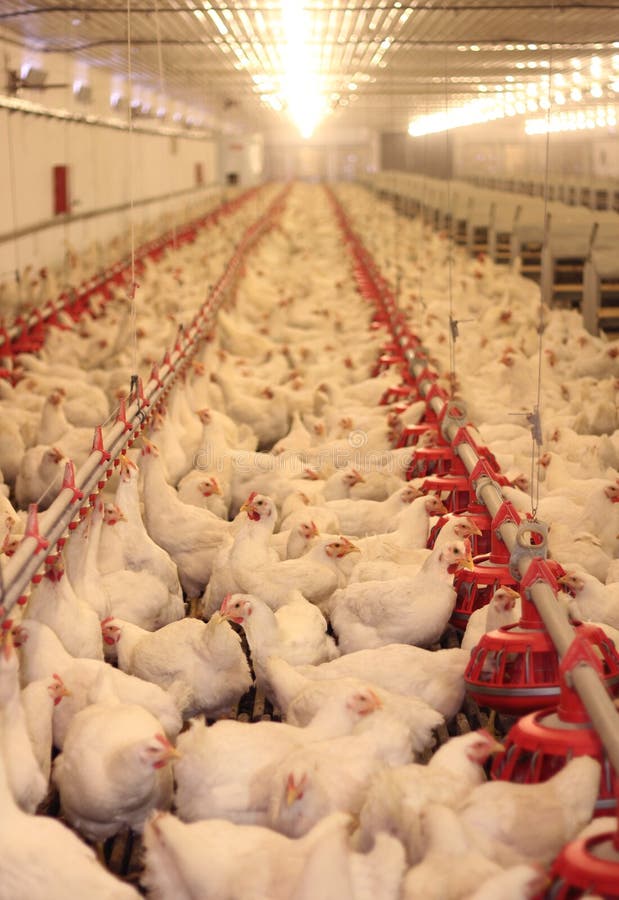 Chicken Farm, Poultry, flock of birds. Chicken Farm, Poultry, flock of birds