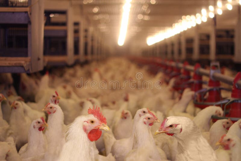 Chicken Farm, Poultry, flock of birds. Chicken Farm, Poultry, flock of birds