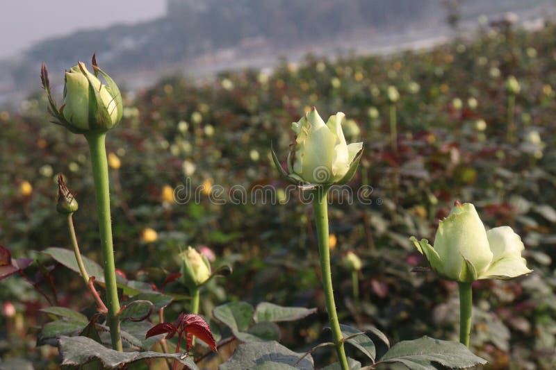农场上的白色玫瑰植物 免版税库存照片