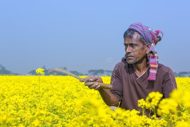 Bangladeshi spices include a variety of spices that are grown across South and Southeast Asia. Mustard seed is used as a spice. Grinding and mixing the seeds with water, vinegar, or other liquids, creates the yellow condiment known as prepared mustard. The seeds can also be pressed to make mustard oil, and the edible leaves can be eaten as mustard greens. Bangladeshi spices include a variety of spices that are grown across South and Southeast Asia. Mustard seed is used as a spice. Grinding and mixing the seeds with water, vinegar, or other liquids, creates the yellow condiment known as prepared mustard. The seeds can also be pressed to make mustard oil, and the edible leaves can be eaten as mustard greens.