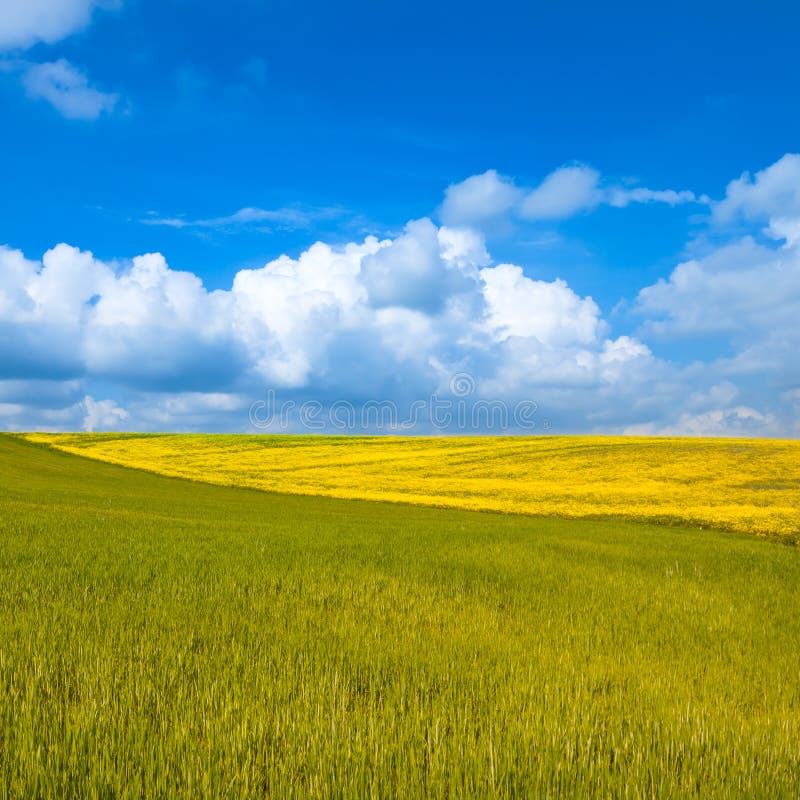 农村风景。 与多云蓝天的黄色和绿色领域
