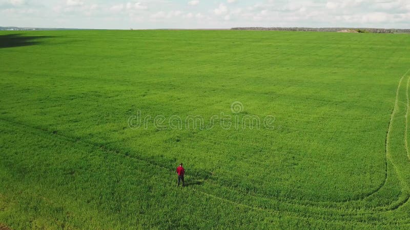 农民检查小麦生长 鲜绿麦田 人手数字平板电脑 空中后视