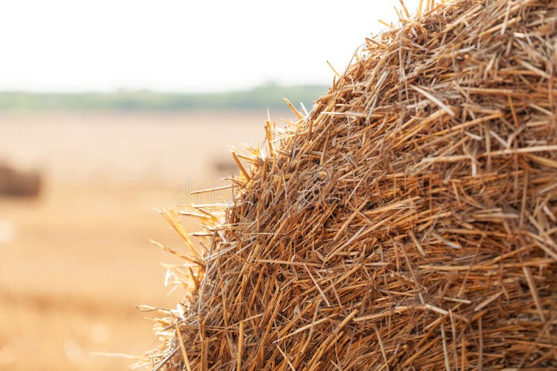 Rural nature in farmlands. Macro shot of golden hey bale. Yellow straw stacked in a roll. Wheat harvest in the summer. Rural nature in farmlands. Macro shot of golden hey bale. Yellow straw stacked in a roll. Wheat harvest in the summer