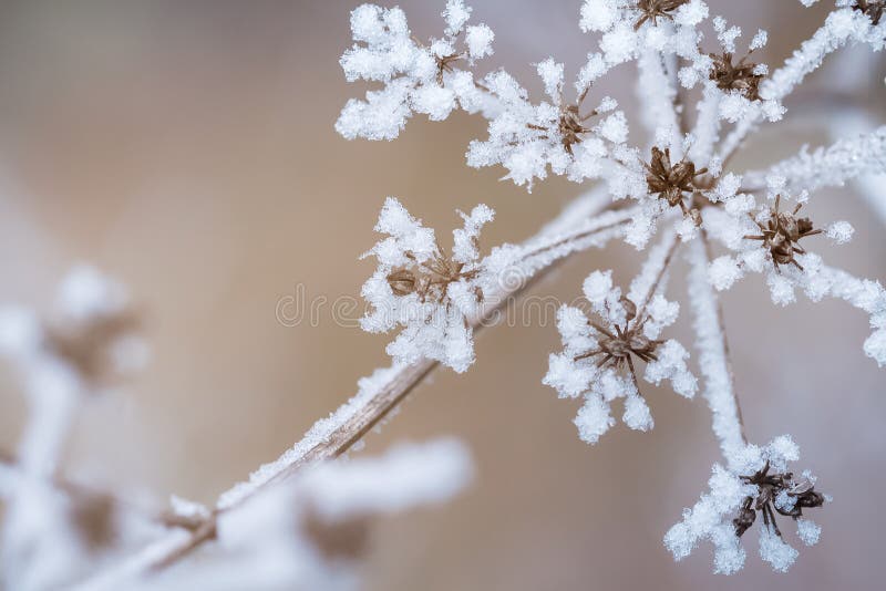 Blue winter scene with snowed tree. Blue winter scene with snowed tree