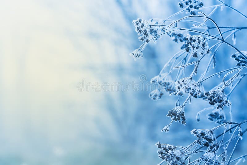 Winter scene with frozen plants. Winter scene with frozen plants