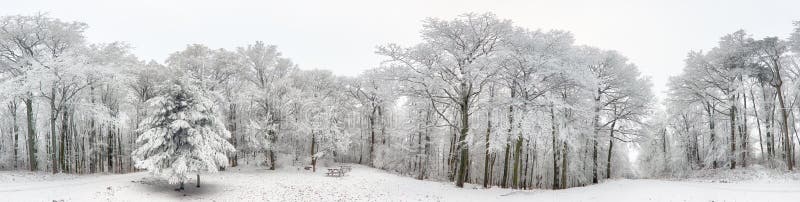 冬天森林全景有雪和树的 免版税库存照片