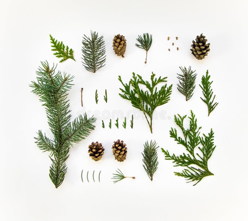 Creative natural layout of winter plants on white background. Thuja, fir tree needles, branches and cones. Botanic creative set of plants. Flat lay, top view. Creative natural layout of winter plants on white background. Thuja, fir tree needles, branches and cones. Botanic creative set of plants. Flat lay, top view