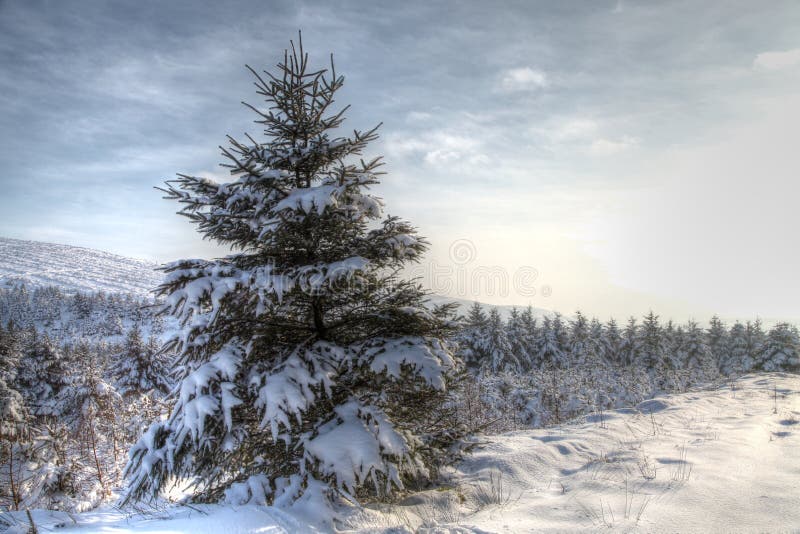 Winter snow scene with pine trees and sky in HDR. Winter snow scene with pine trees and sky in HDR.