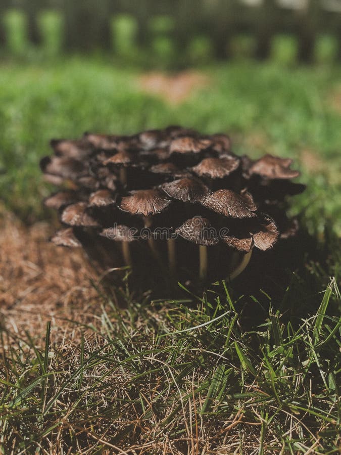 冰蘑菇 免版税图库摄影