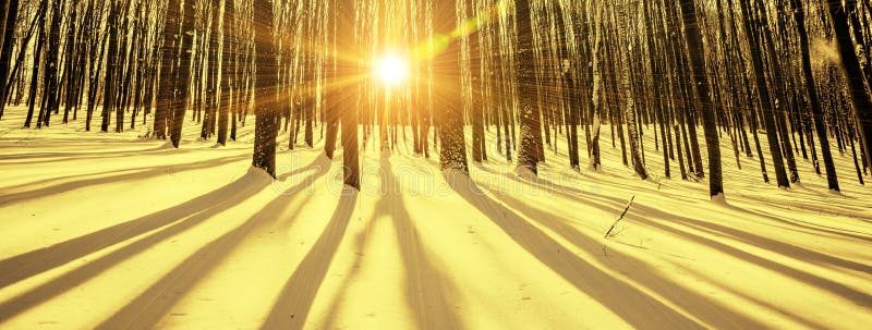 冰雪覆盖的全景冬季森林 库存照片