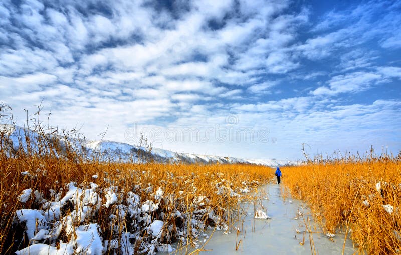 Danube Delta frozen in winter time. Danube Delta frozen in winter time