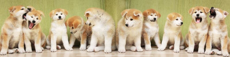 几只秋田犬的小狗坐在很多小狗旁边. 长横幅. 概念 : 繁育和销售小狗 库存图片