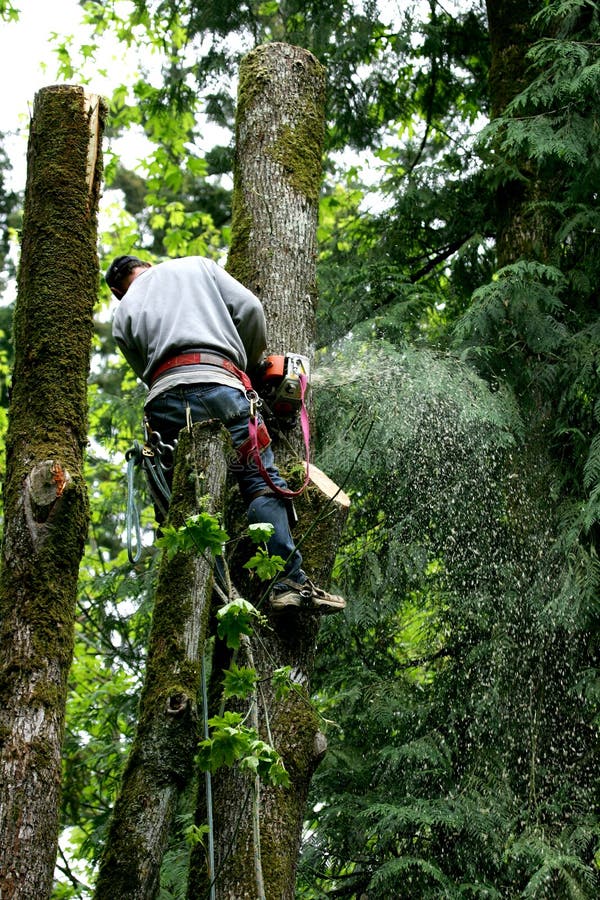 Man cutting down tree with chain saw. Man cutting down tree with chain saw