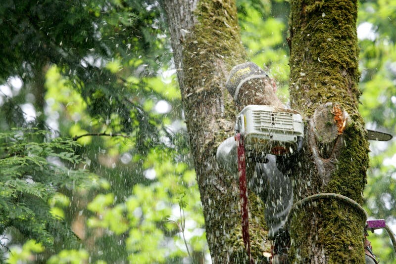 Man cutting down tree with chain saw. Man cutting down tree with chain saw